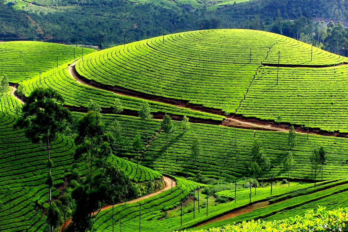 Bangalore-Ooty-Mysore Packages