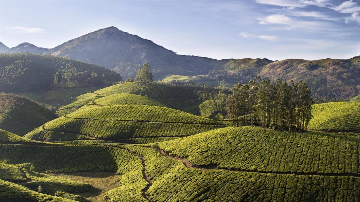 Best of Munnar 2 Nights 03 Days