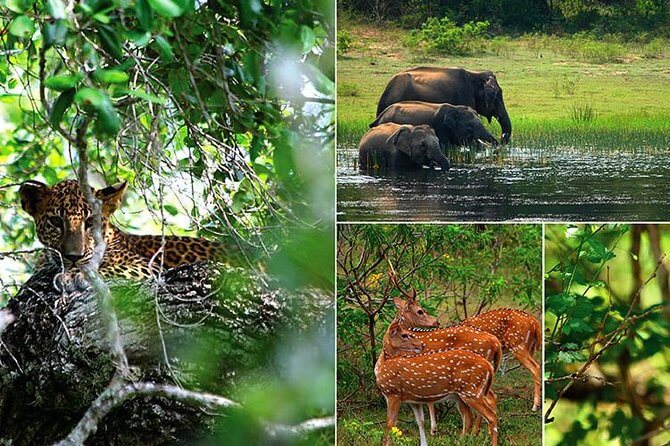  Wild life Adventure Tour of Sri Lanka (Animal Instinct) 12 Nights - 13 Days