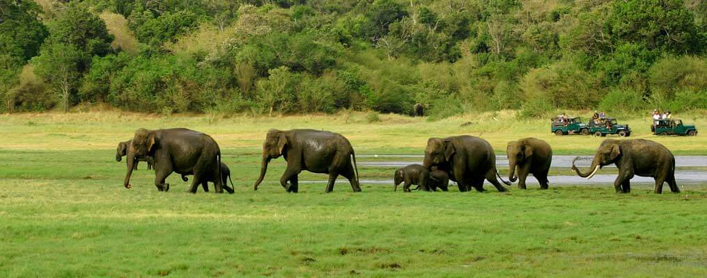 Evergreen Sri Lanka Tour Option 02 - 13 Nights