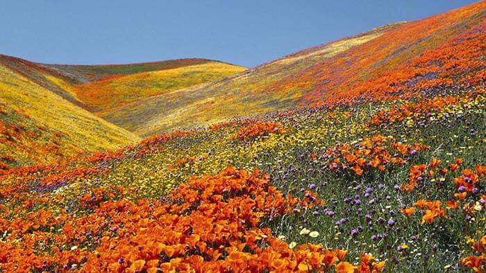 Valley Of Flowers