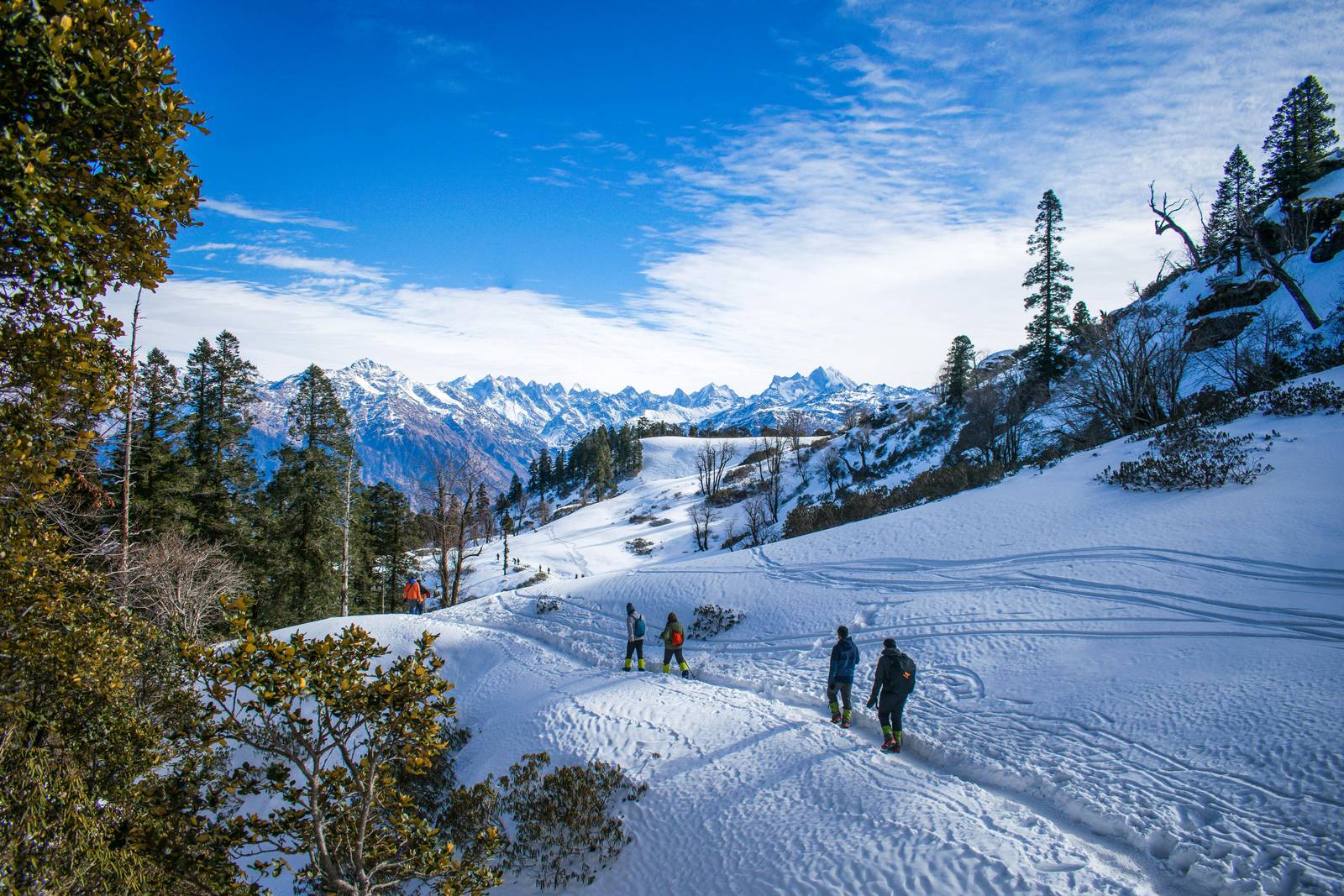Auli