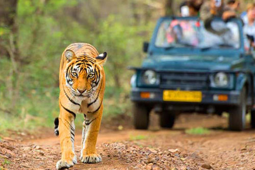 Gems and Jungles of India